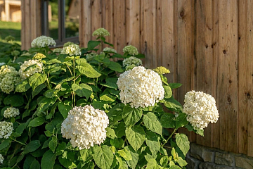 Dom 54 m² mieszkalny, modułowy, całoroczny SAWIN V8_A1_ROI